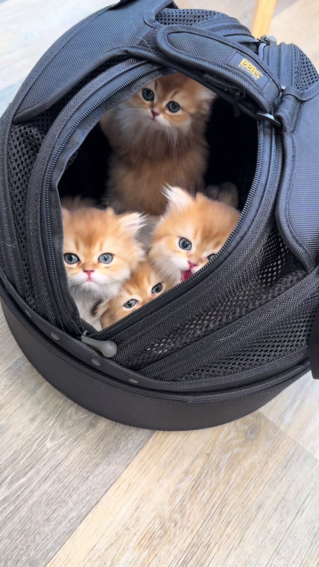 @Cattery vom Z&uuml;richberg