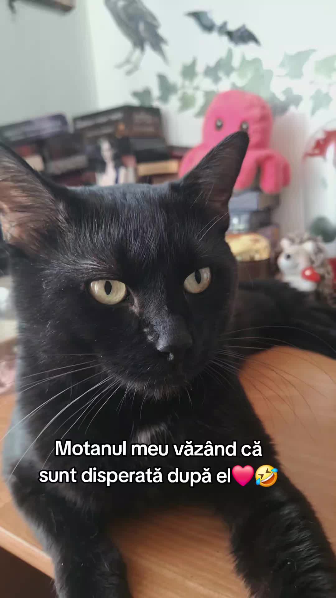@🐈&zwj;⬛Bruja Acnaib 🌕