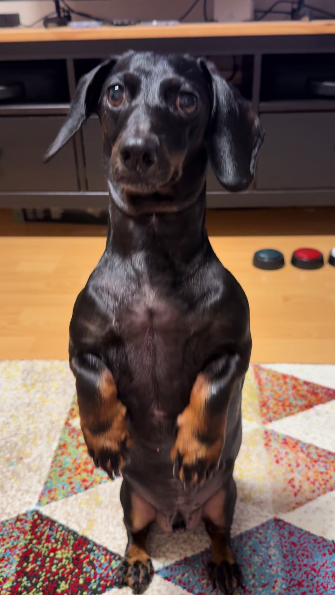 @🐾 Pajti kalandjai 🐾