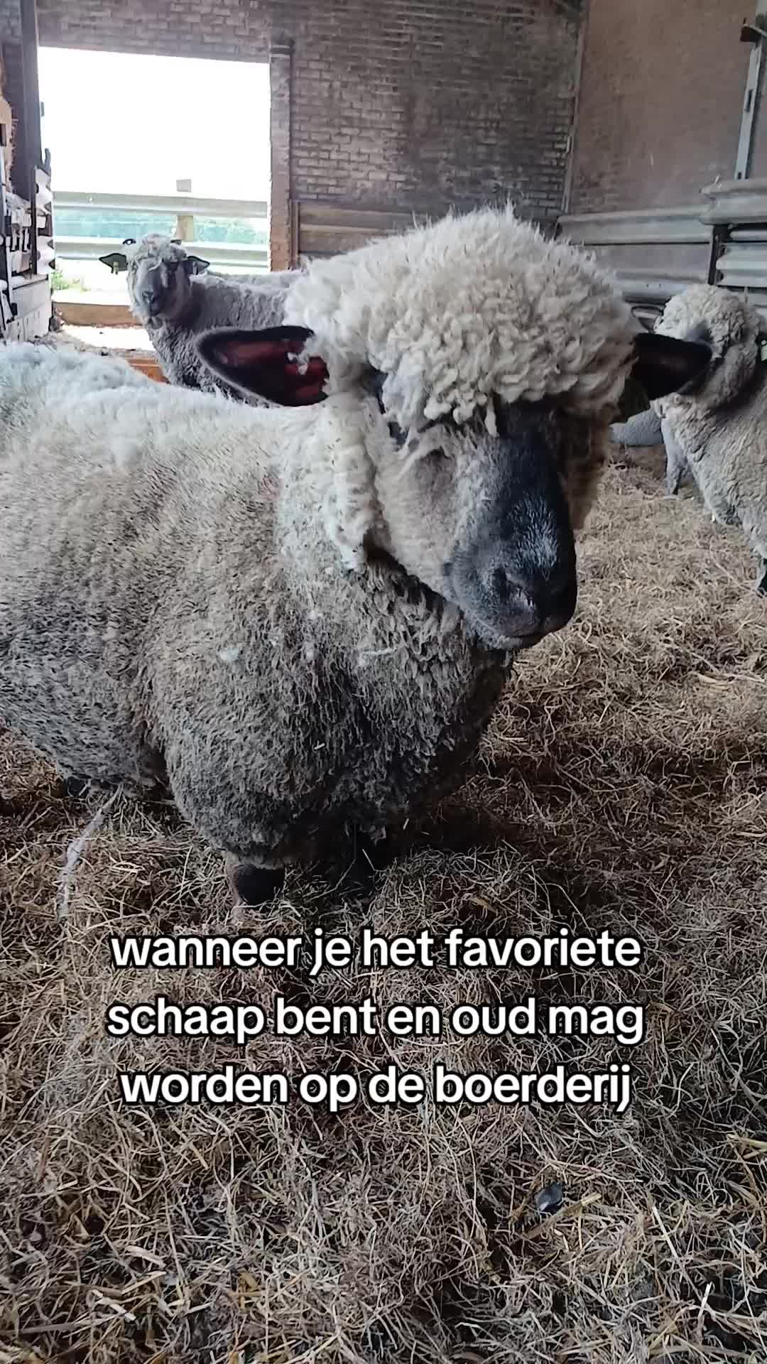 @Sjo's farmvideos