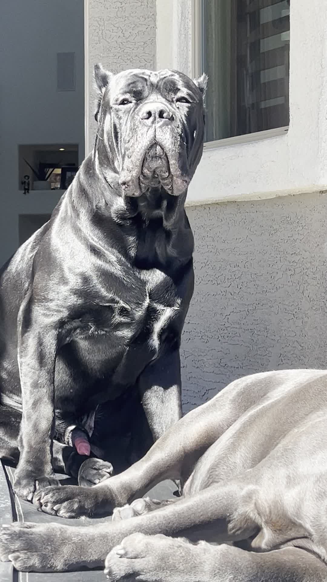 @Phoenician Cane Corso Stormi