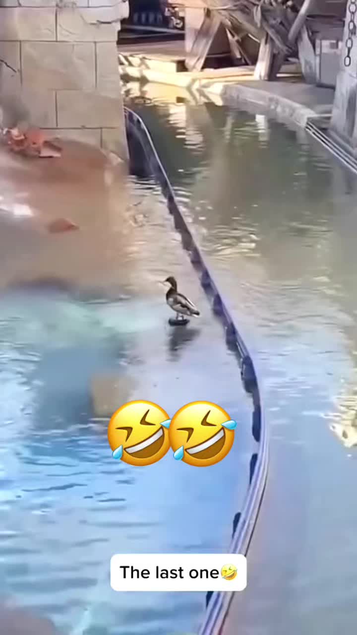 @Funny_pets