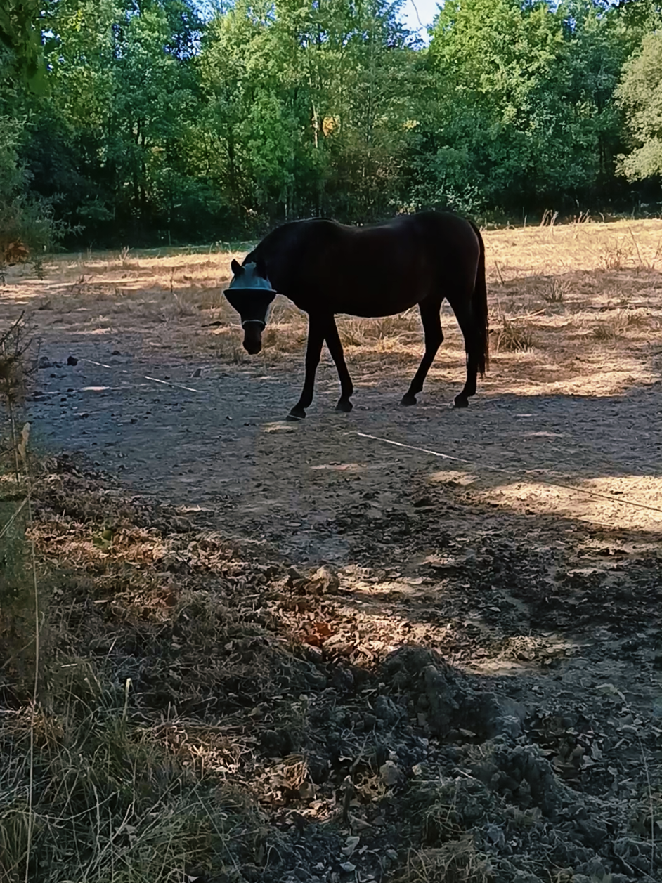 @Transcend'Horse 🐴 Luna'Cat 🐱