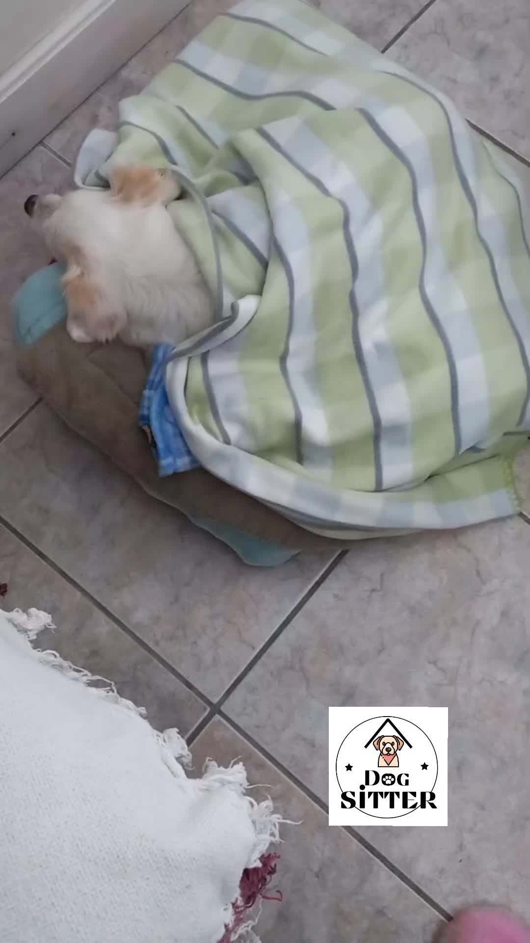 @Dogsitter