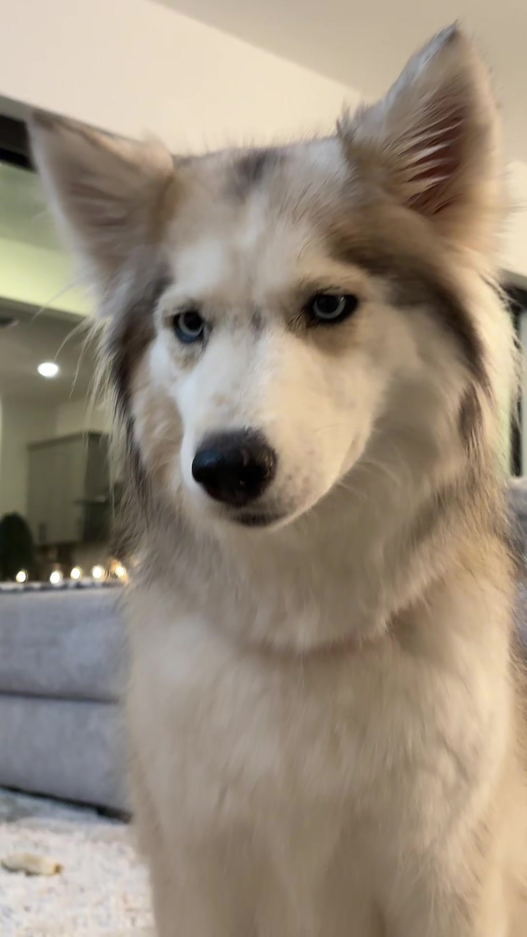 @lifewith2huskies