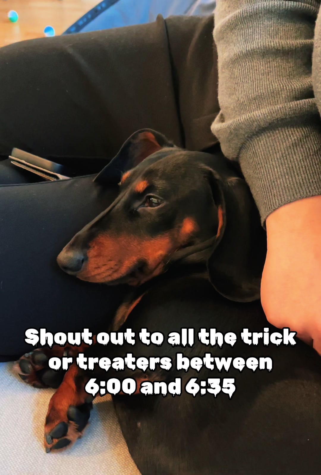 @Nils The Mini Dachshund 🌭