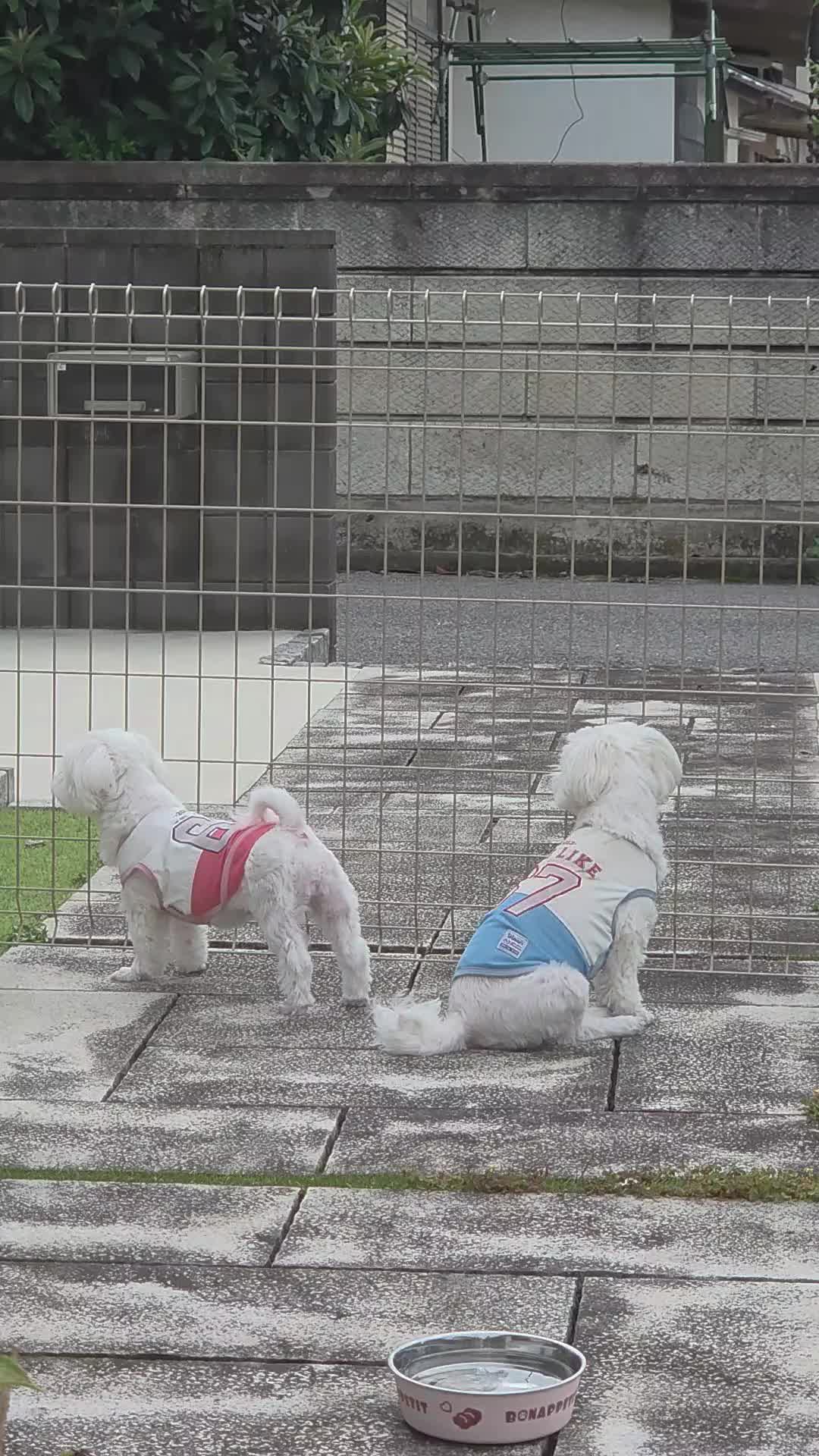 @🐾やまちょ🐾