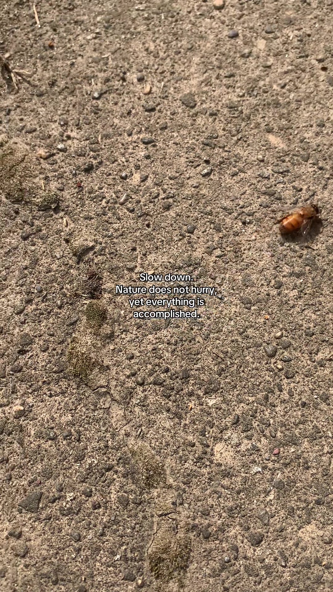 @miss honey 🐝