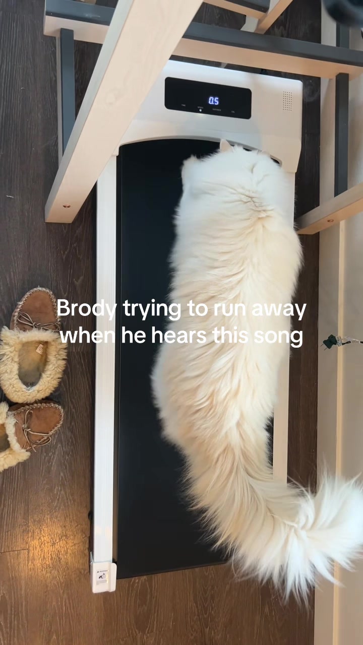 @Brody The Ragdoll Cat