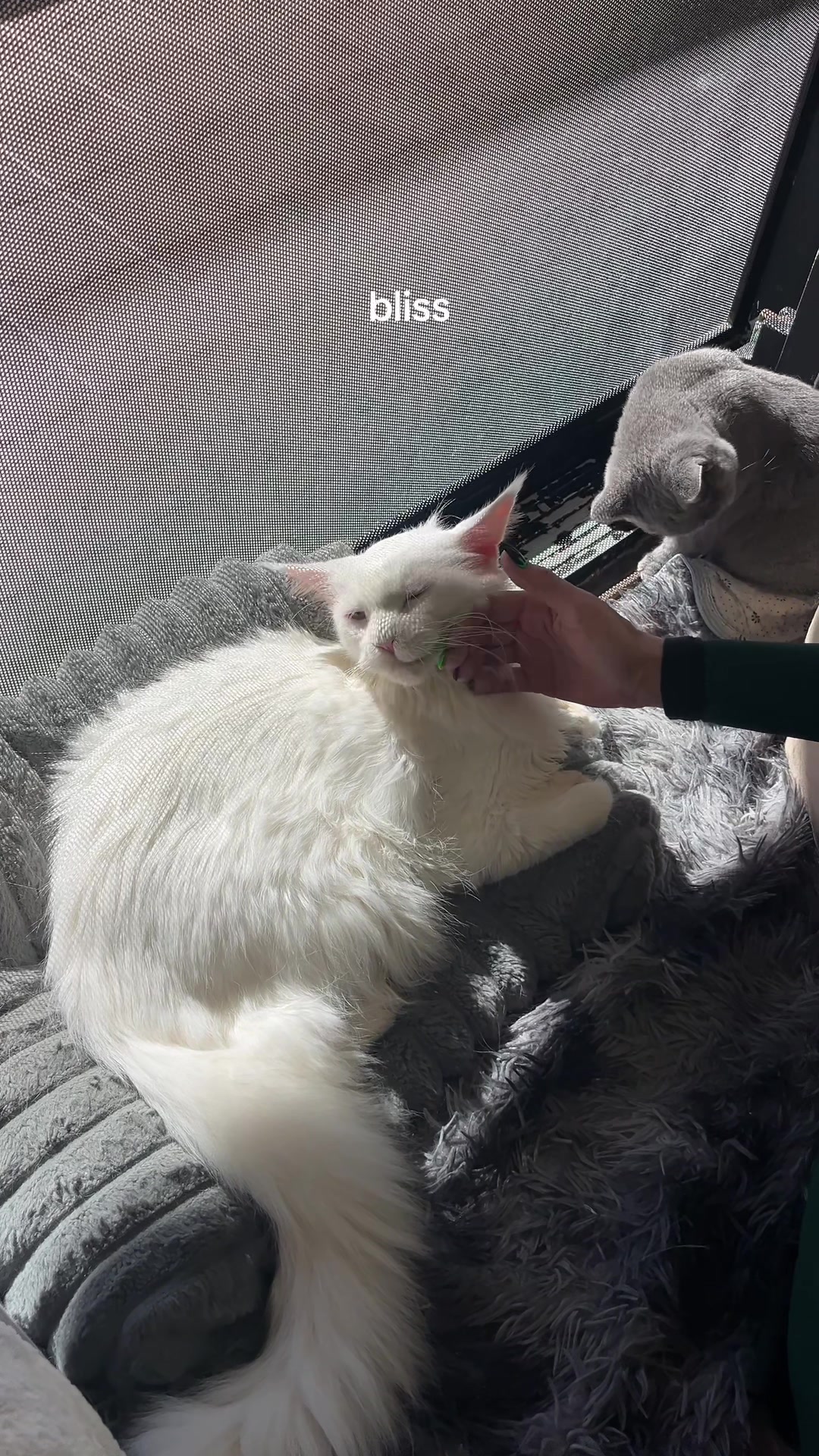 @crazycatcafe