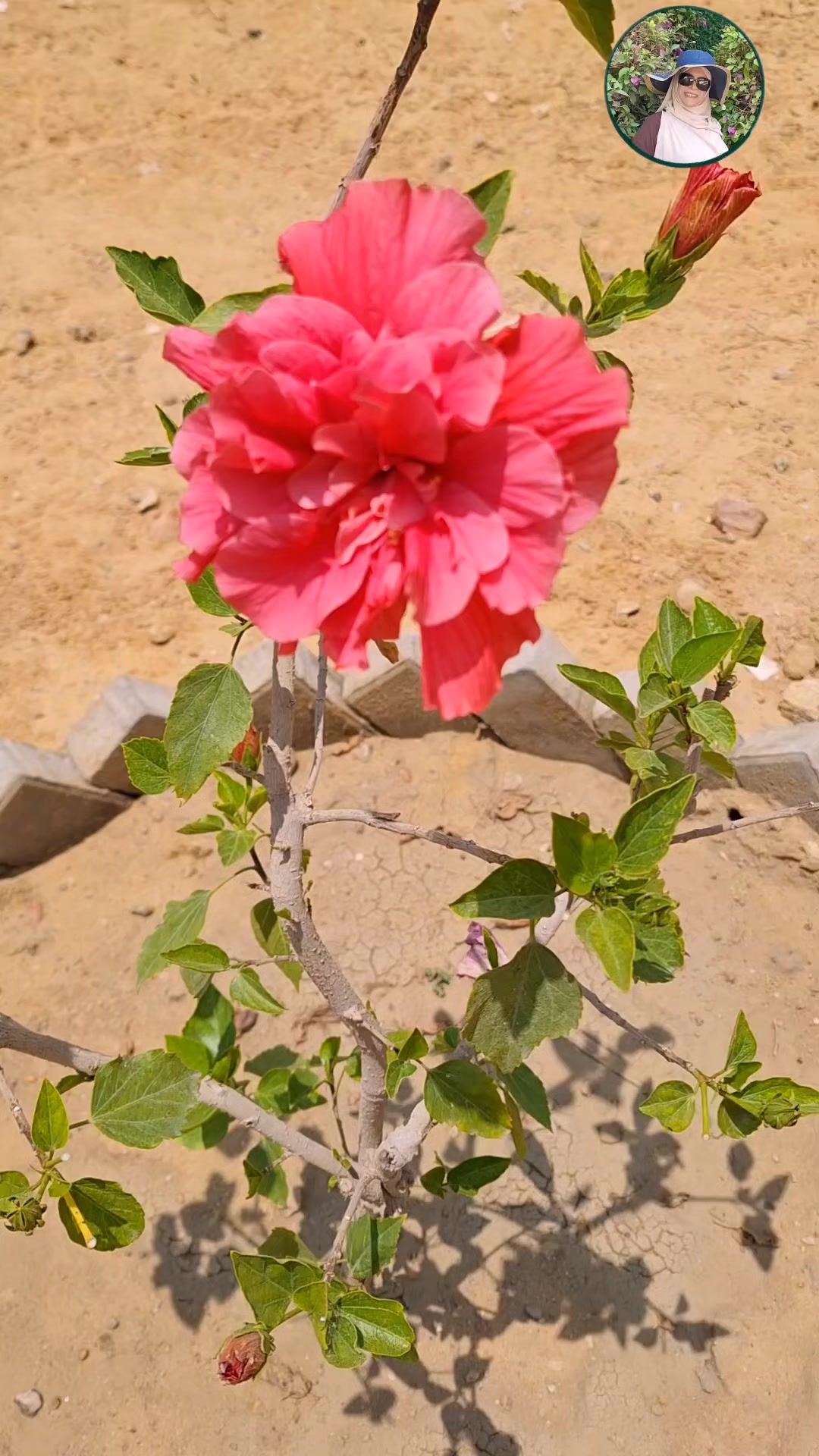 @جنتى
