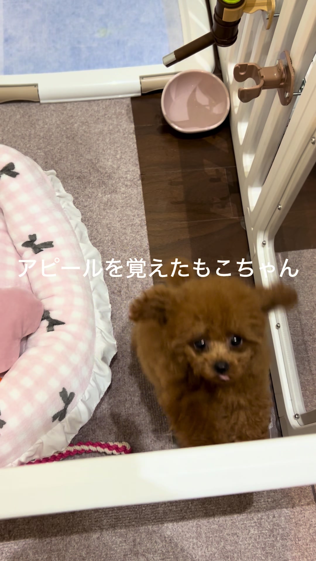 @もこ