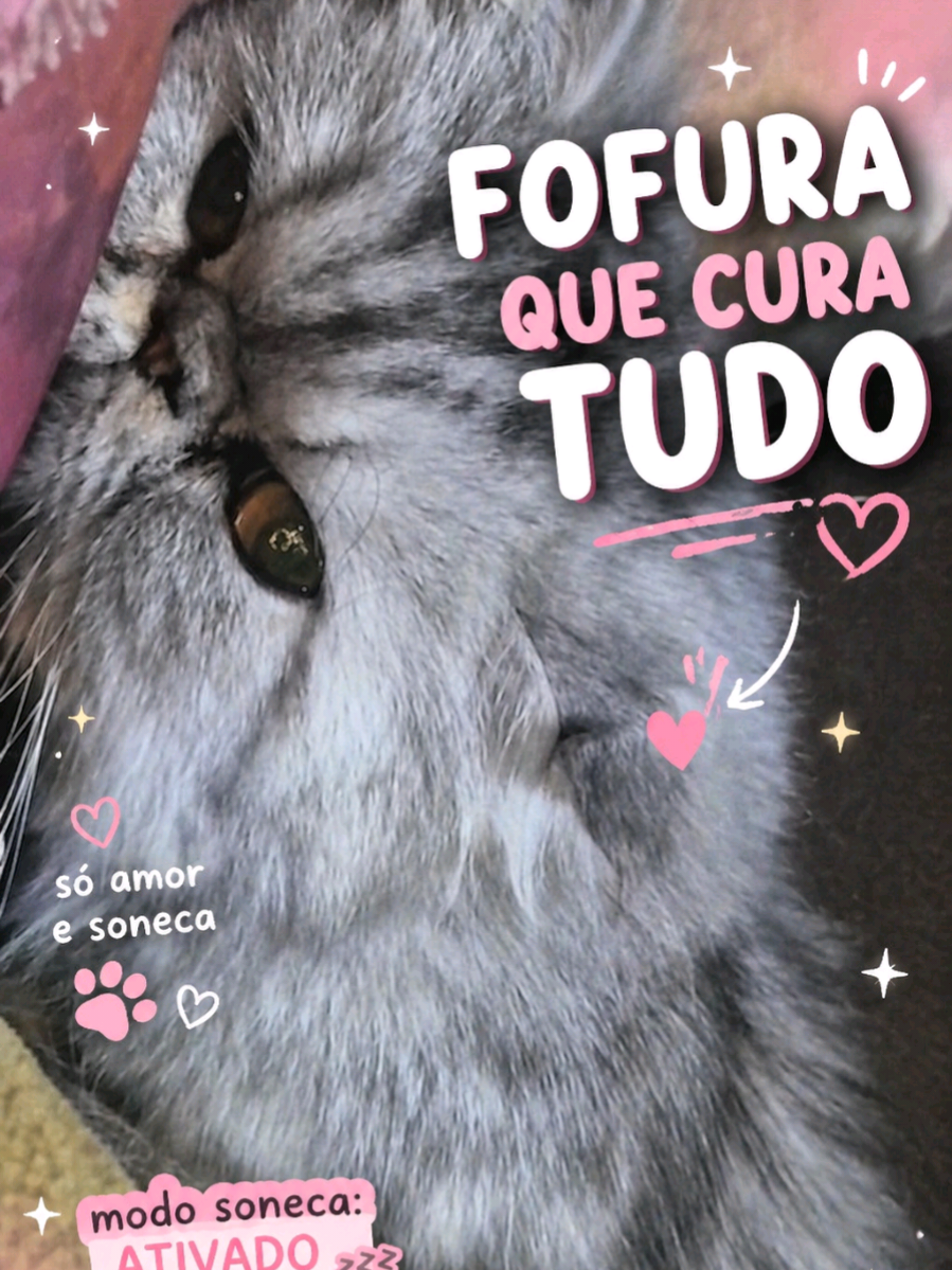 @Gatos Persas de Luxo