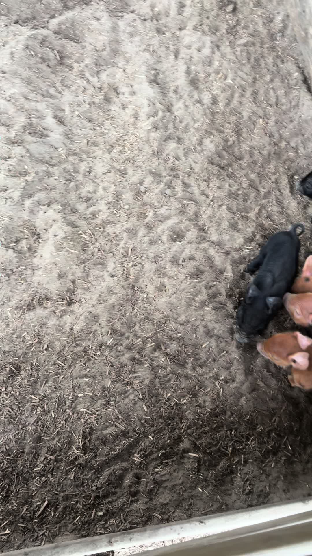 @DrCandFarmerG