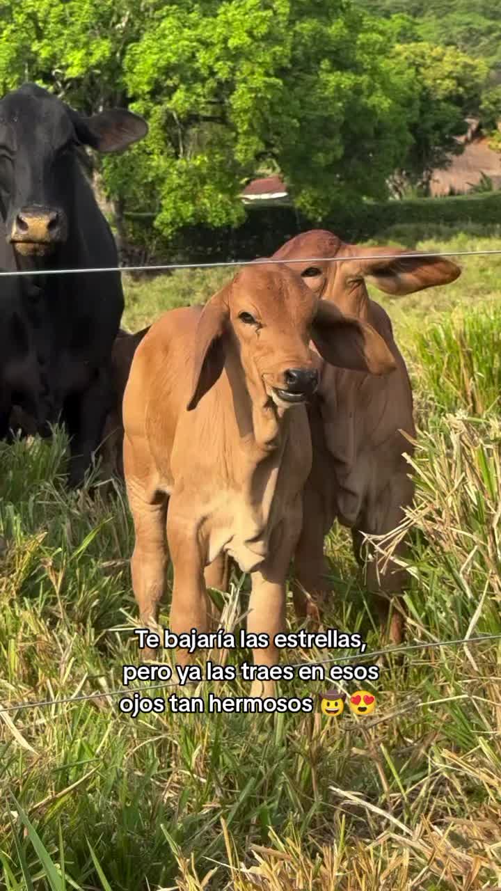 @Robin🐄🐄🤠🤠🐎🐎🇬🇹🇬🇹
