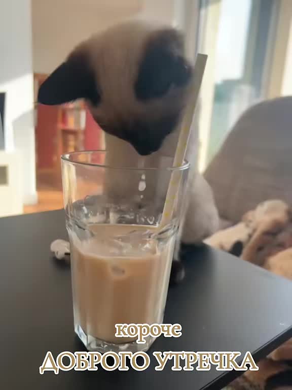 @GlaMurka🐈