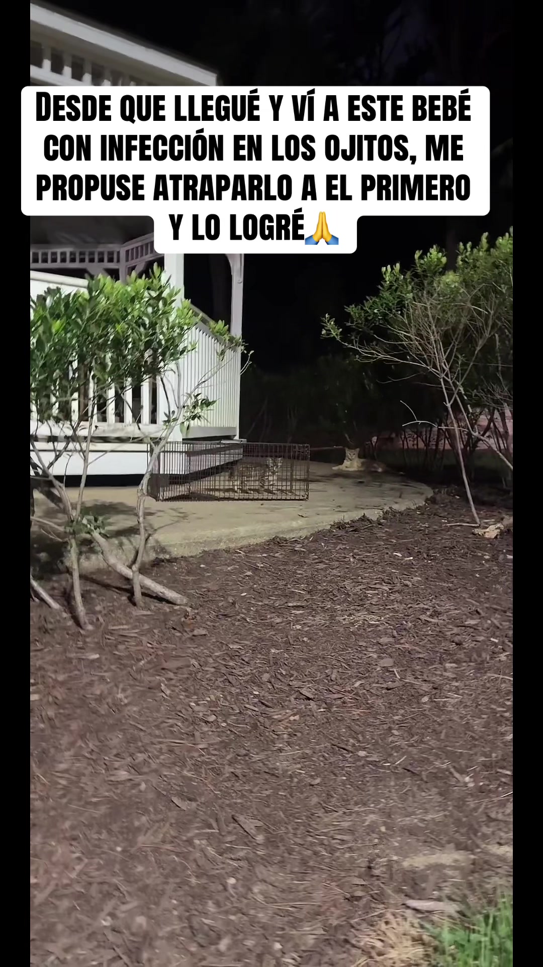 @rescatados por Chase