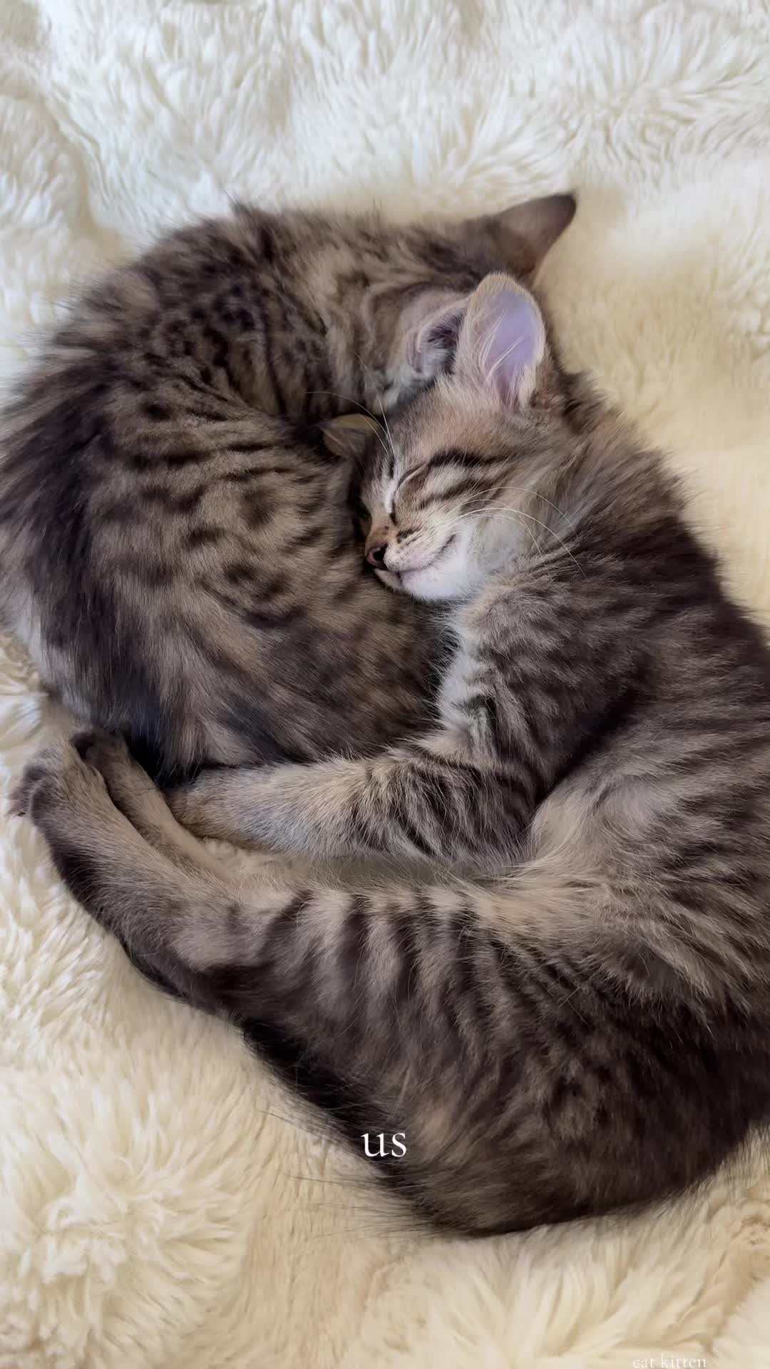 @Mia kittens
