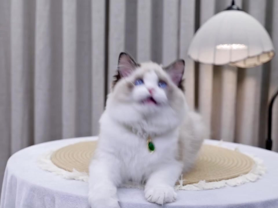 @fuyncats