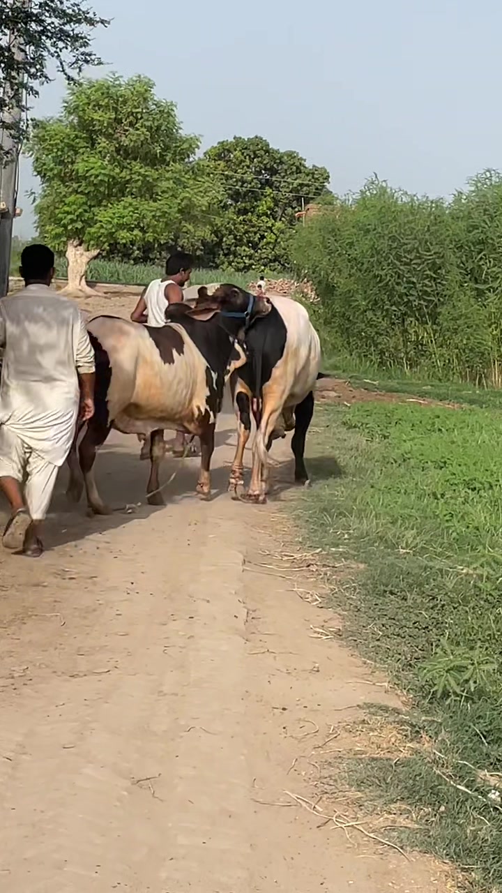 @Ustad Jee Cattle Farm
