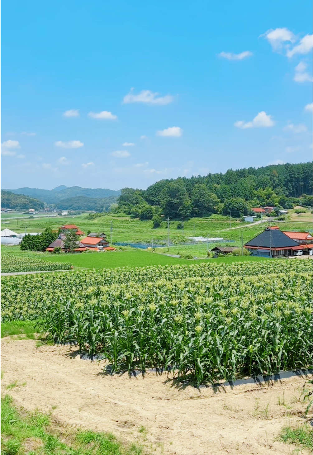 @とらのぽいち
