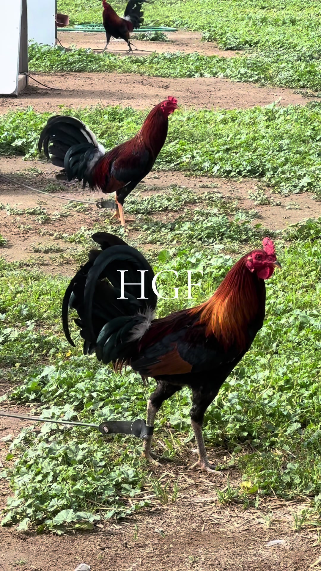 @H Gamefarm🔸