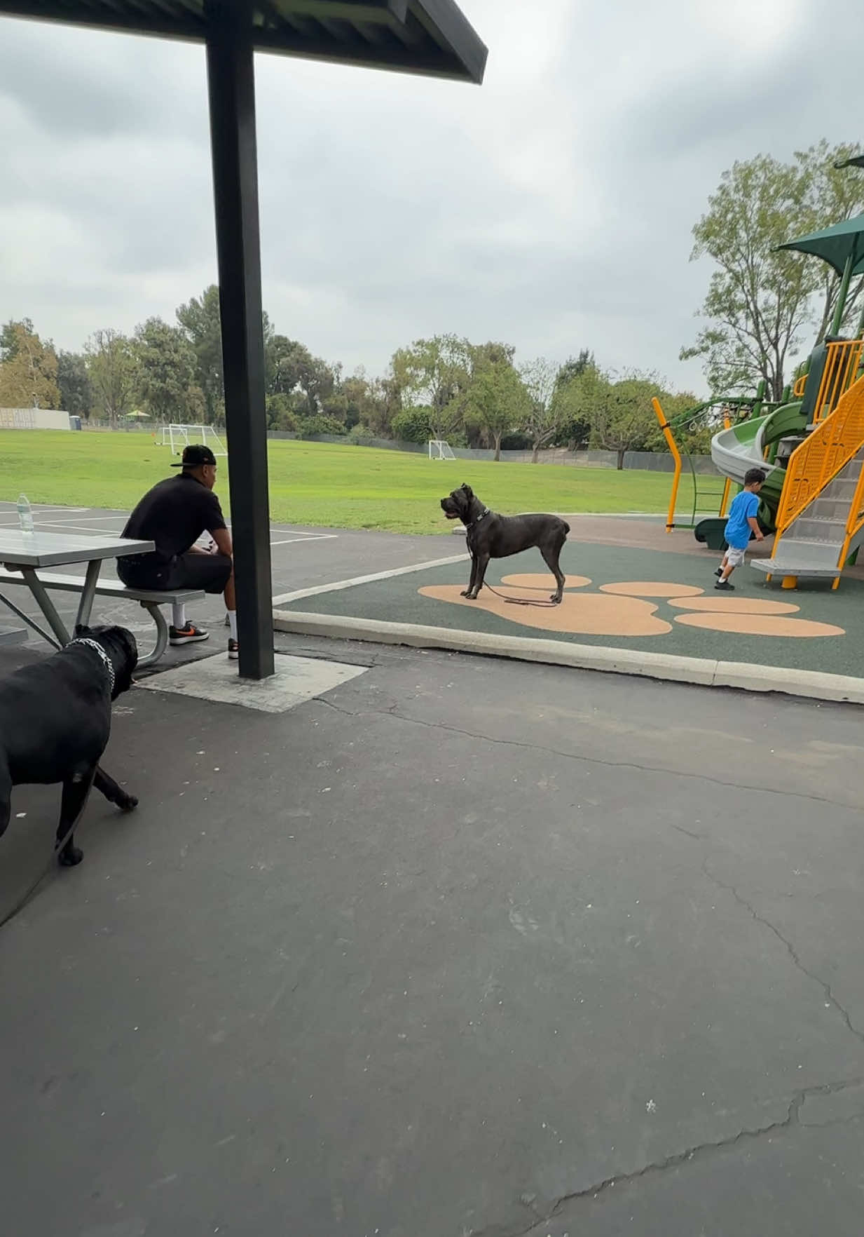 @noblepridecanecorso