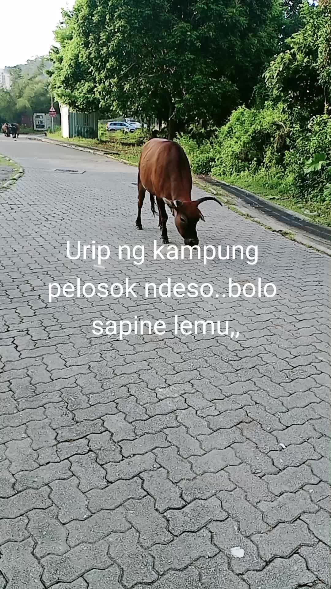 @🥰zahra kustiana🥰