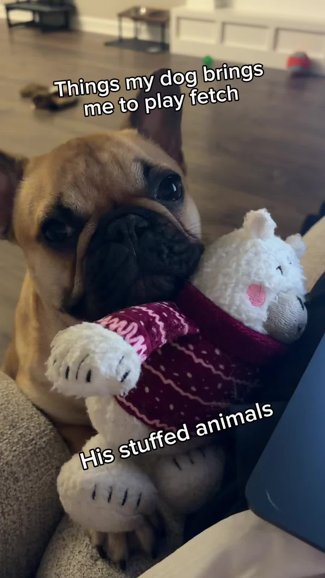 @Archie The Frenchie