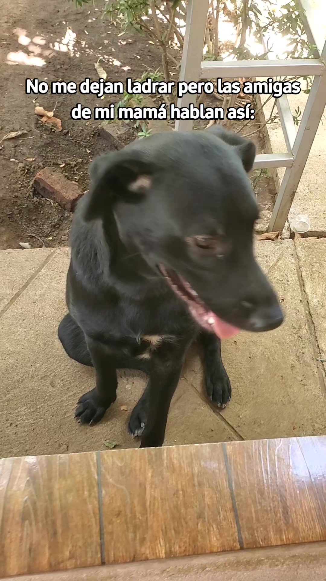 @Soy Sasha🐶