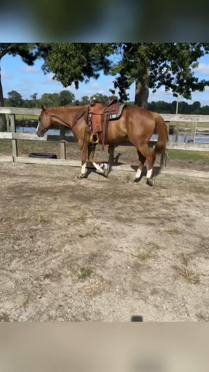 @Horselife
