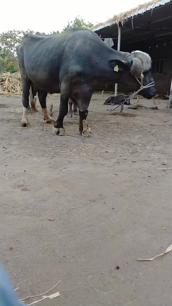 @vishal_aapa_7775