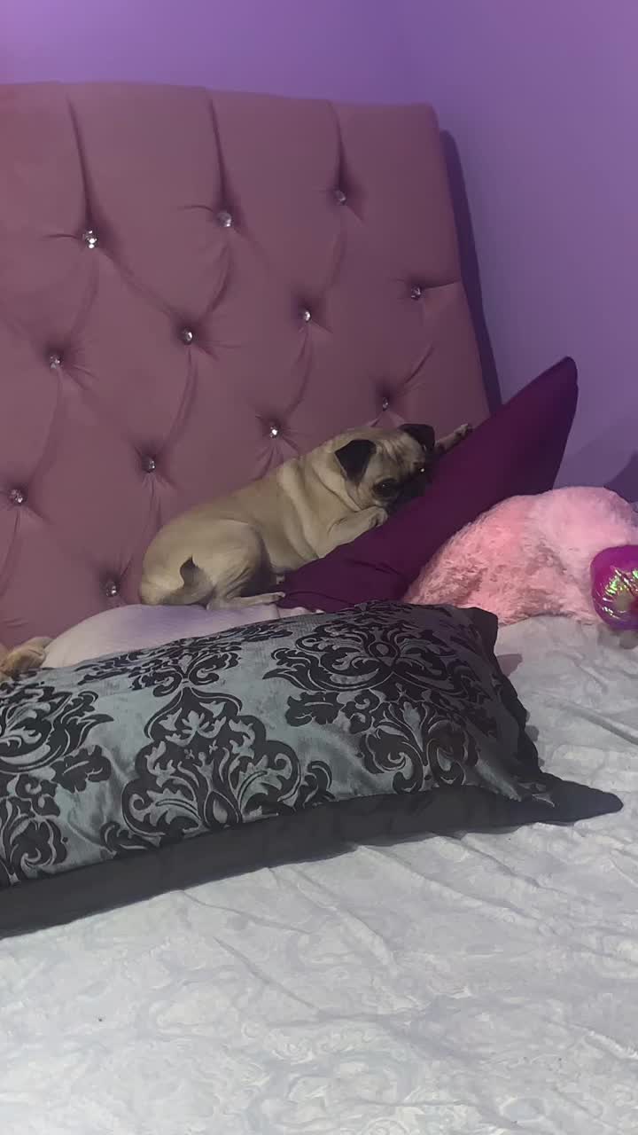 @En Memoria de Ninna Pug