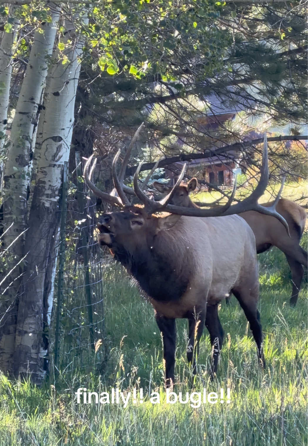 @Emalee ⛰️✨🦌