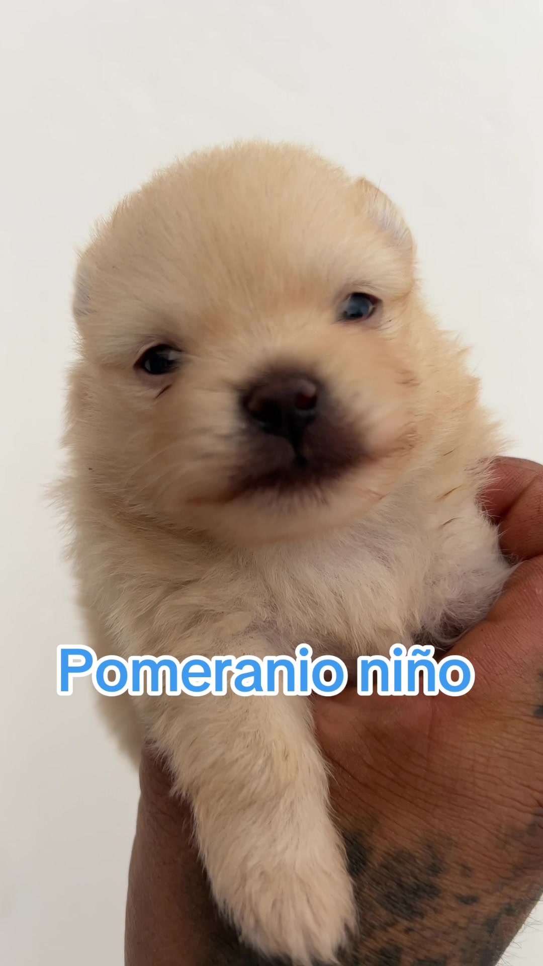 @Malandro Diamond