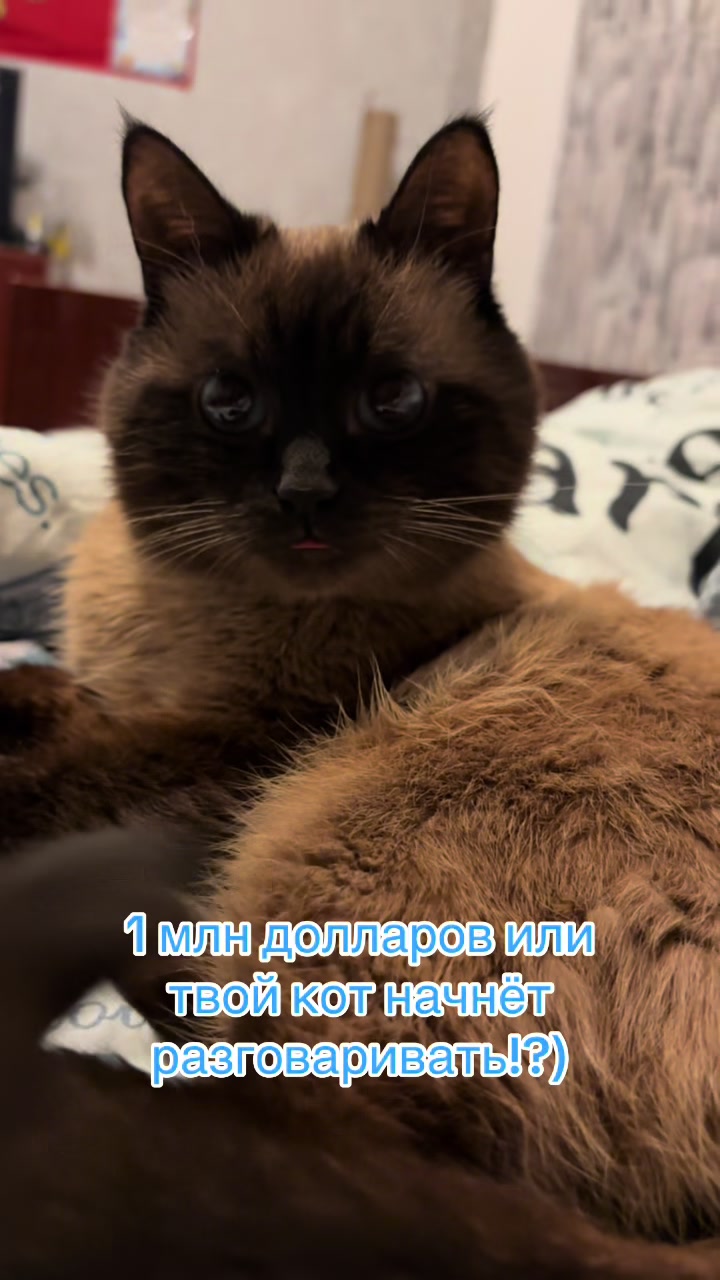 @Мелкая🦉