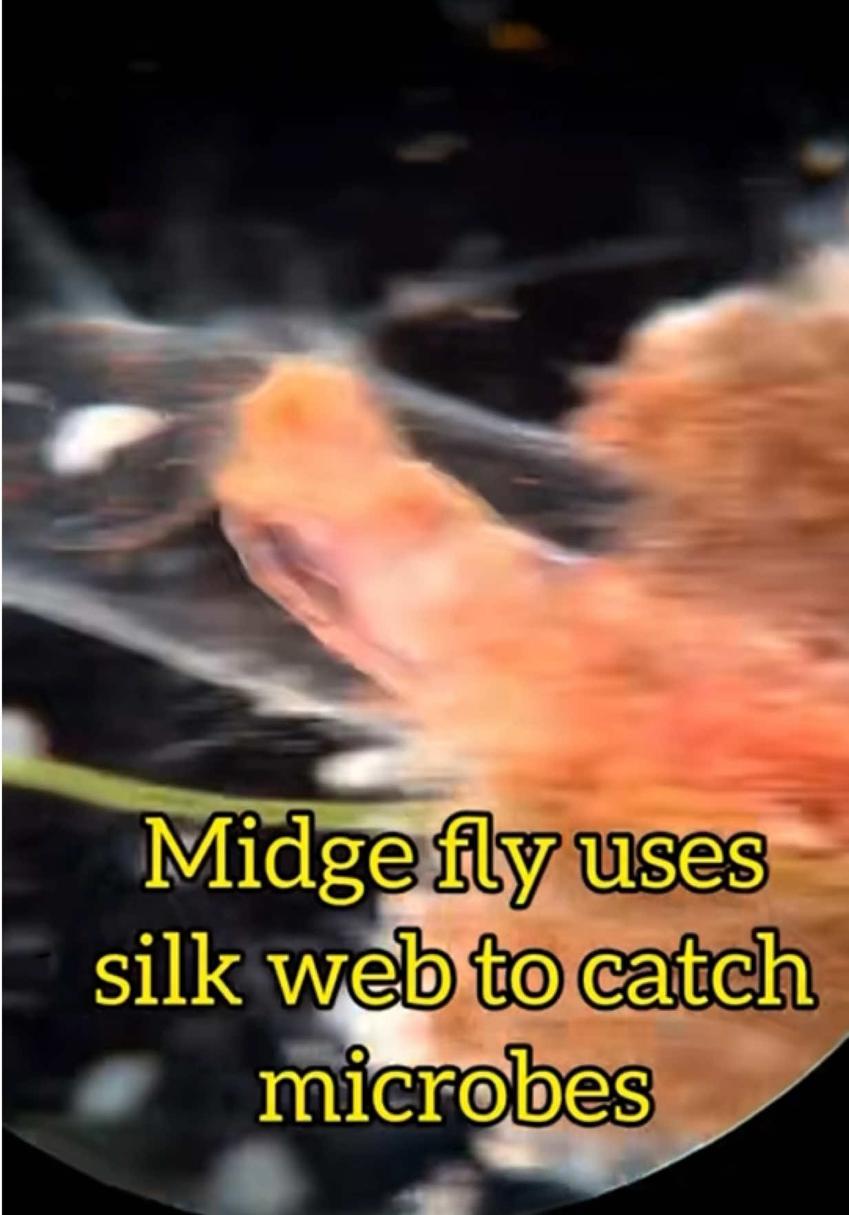 @Mikecroscope
