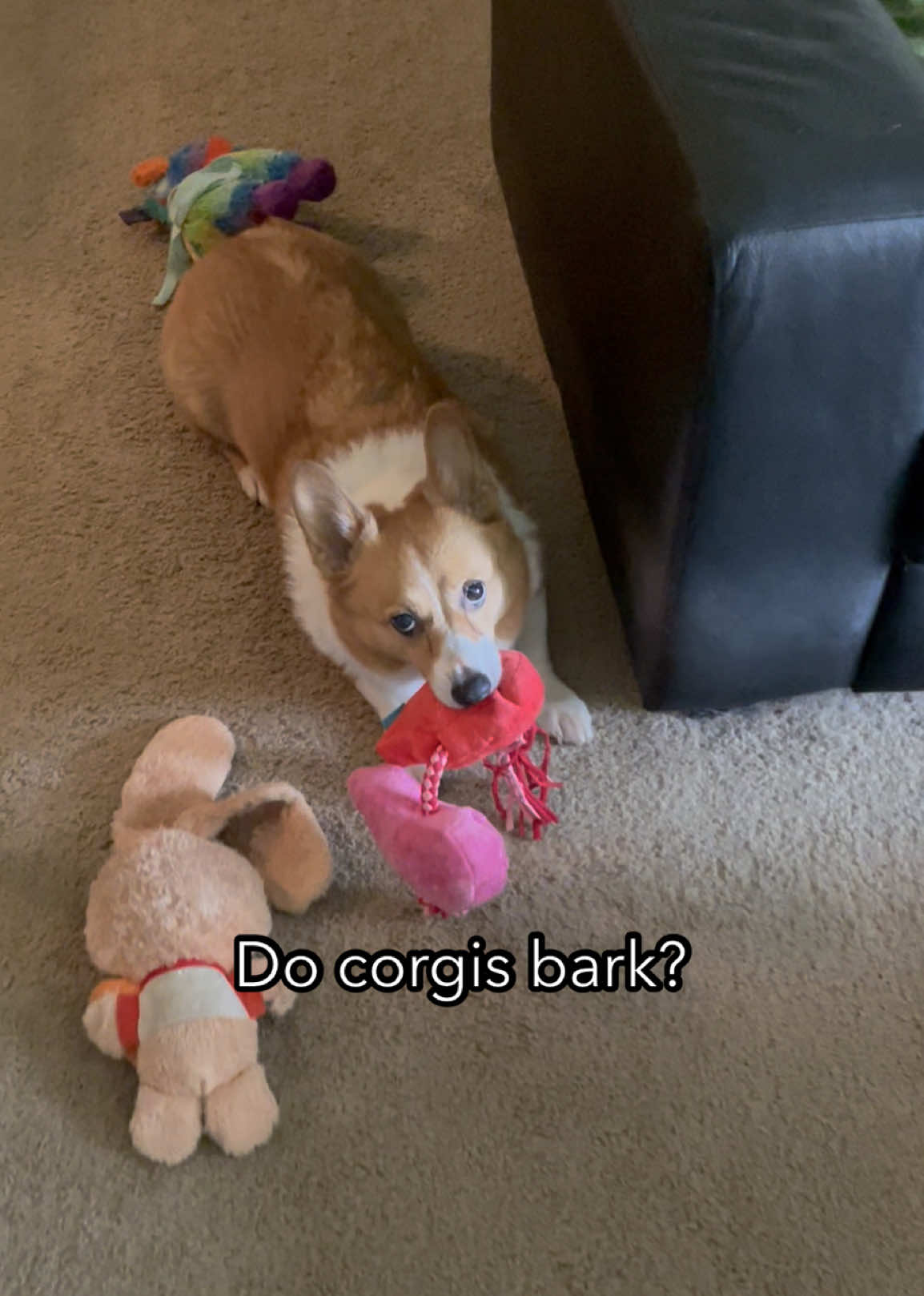 @Charlie the Corgi