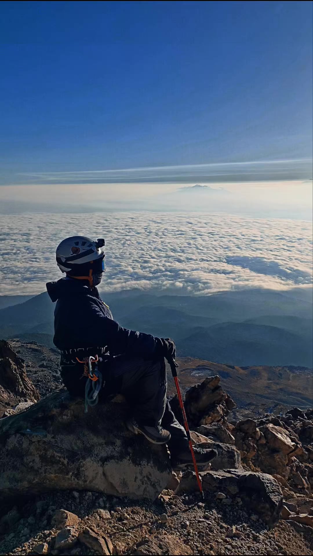 @Loba_de_la_montaña