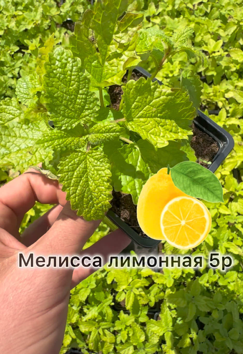 @Kirill Kvetka