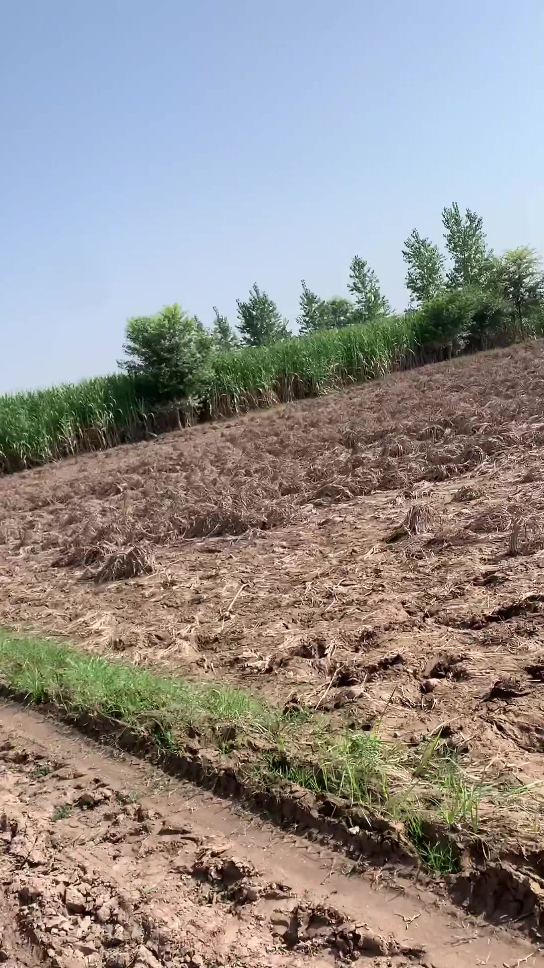 @میراپنجاب🌾🌞🌳