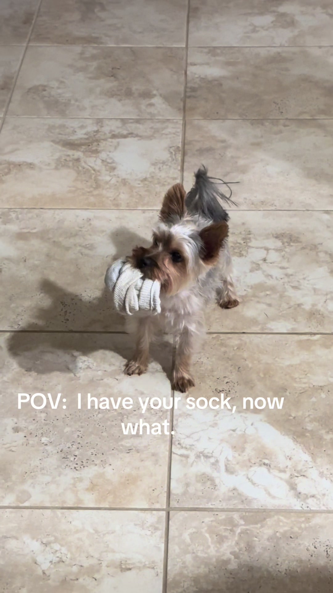 @Penny the Yorkie