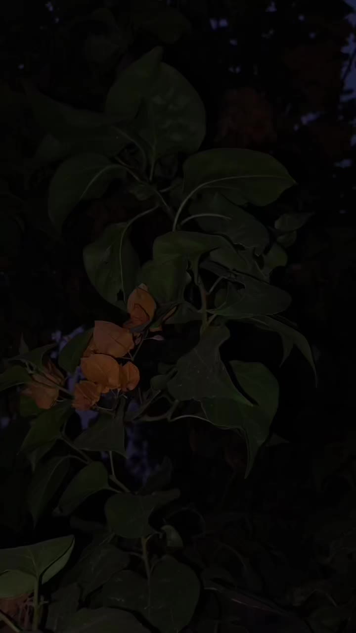 @𝑬 𝑴 𝑨 𝑵 ♥️