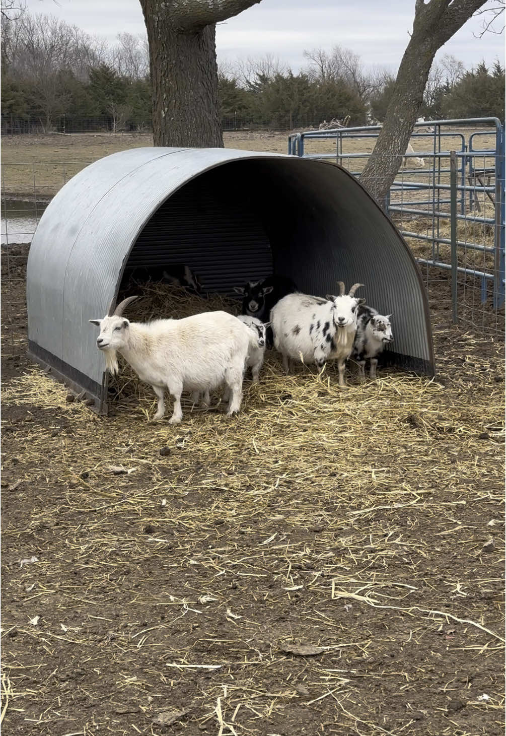 @Tami | FarmD Family Farm