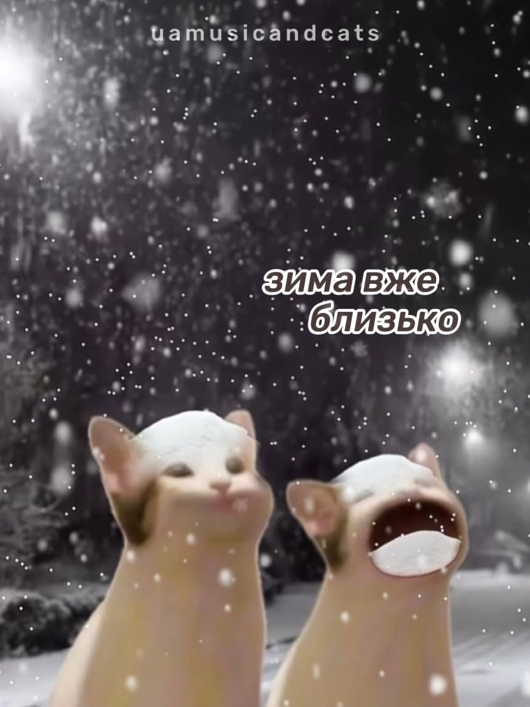 @🎧 музика і котики 🐱