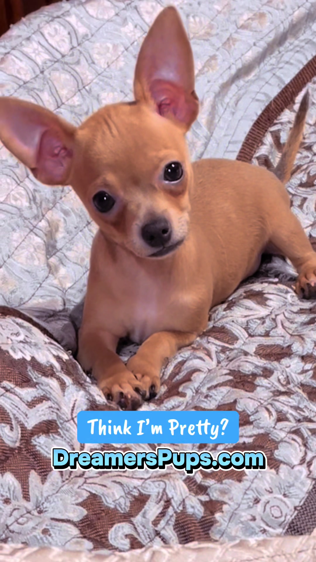 @PuppyMom