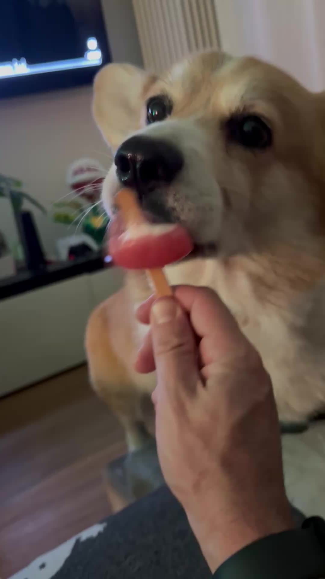 @Cheddar the Corgi