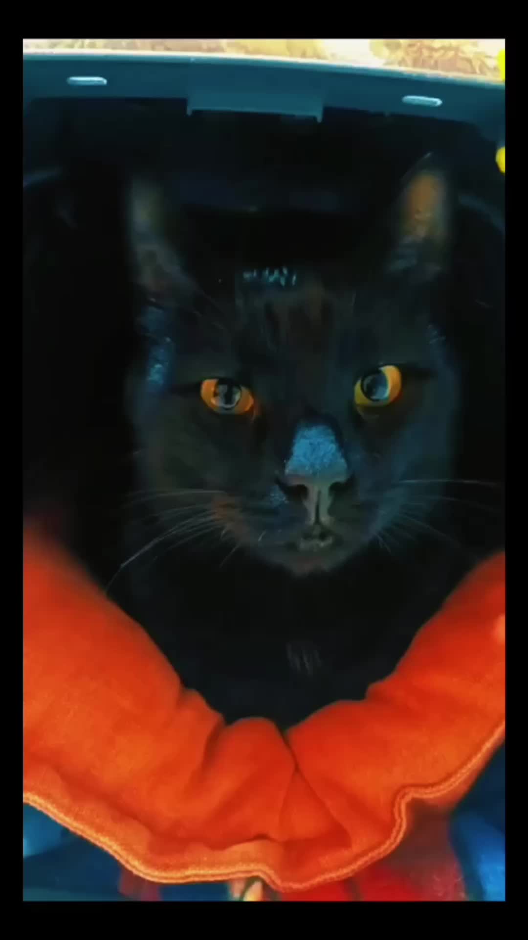 @ciratamburro