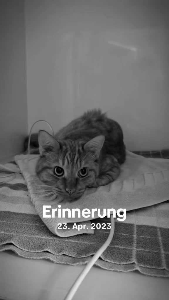 @Die süße kleine Katzencrew