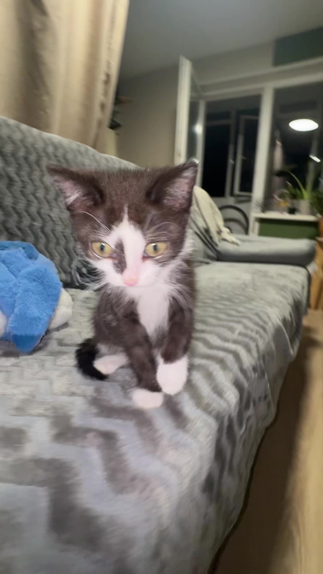 @Lilo the kitty